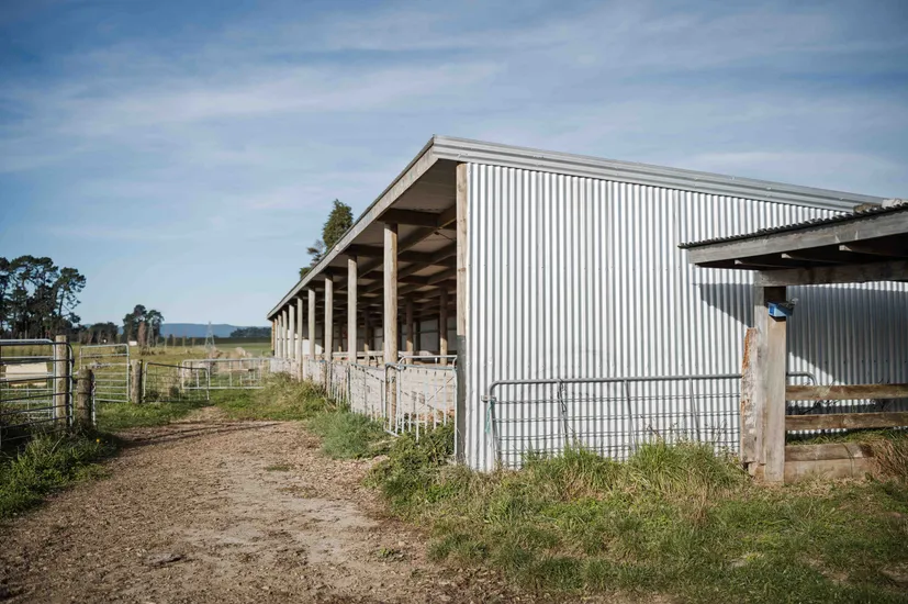 Livestock shelter pole shed calf shed built on rural farm property for protection from weather conditions
