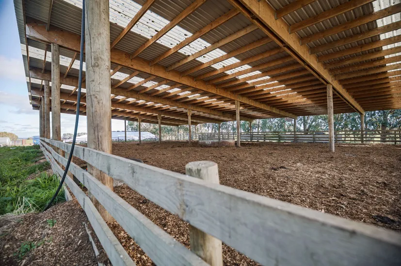 Winter stock shelter herd home on dairy farm in Manawatu timber framing and iron and clearlite roofing