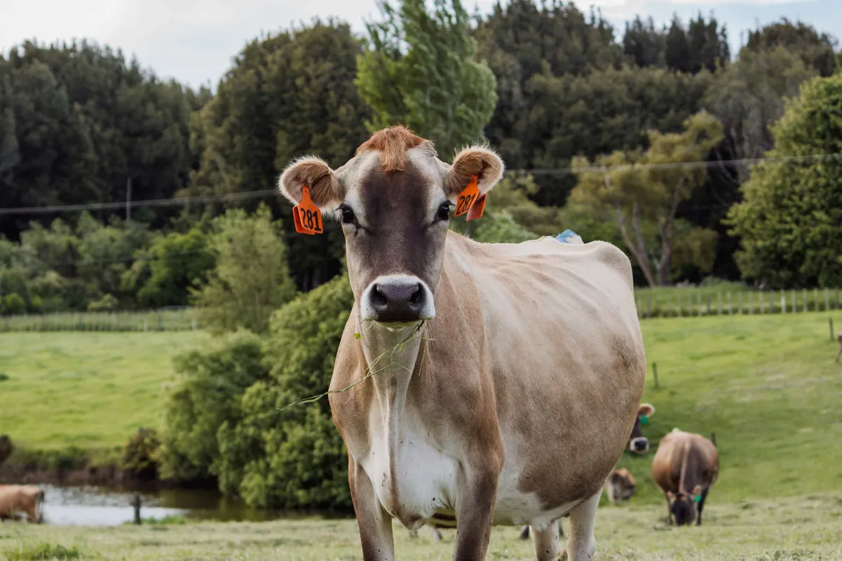 Cow standing on dairy farm that requires effluent management and systems to manage waste produced on farm