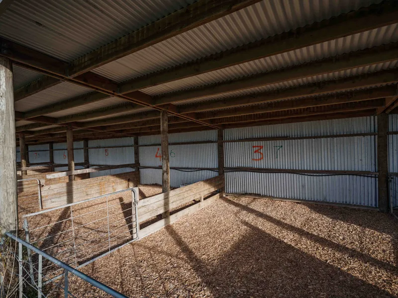 Calf shed to feed and shelter new calves on a dairy farm