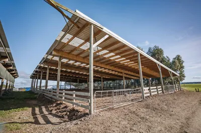 Large double shed herd home for dairy cows with space to drive inbetween shed and feed out